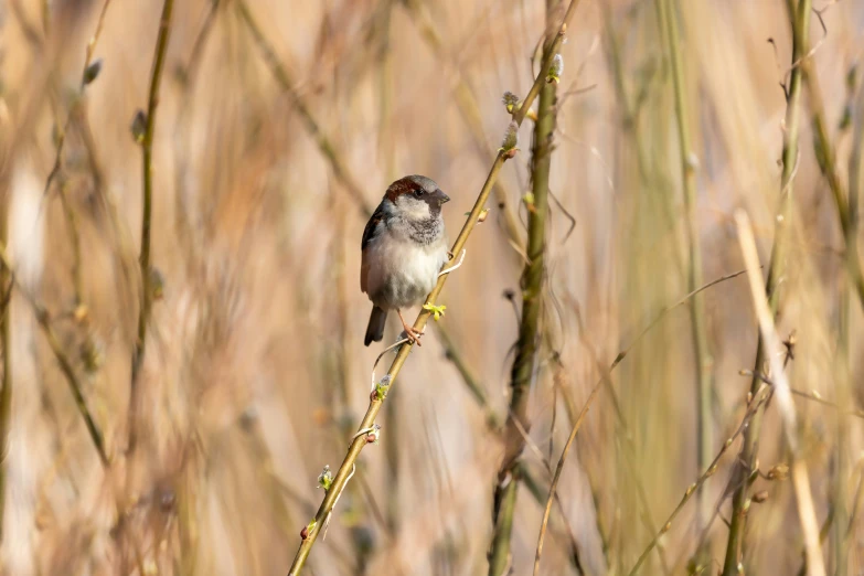 a small bird sitting on top of a nch