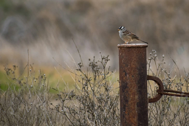 a bird standing on a post in some brush