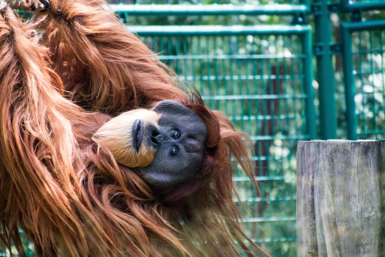 an orangutan hangs from the tree in a cage