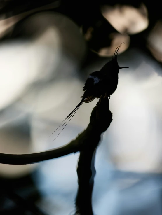 a black bird is perched on the end of a tree nch