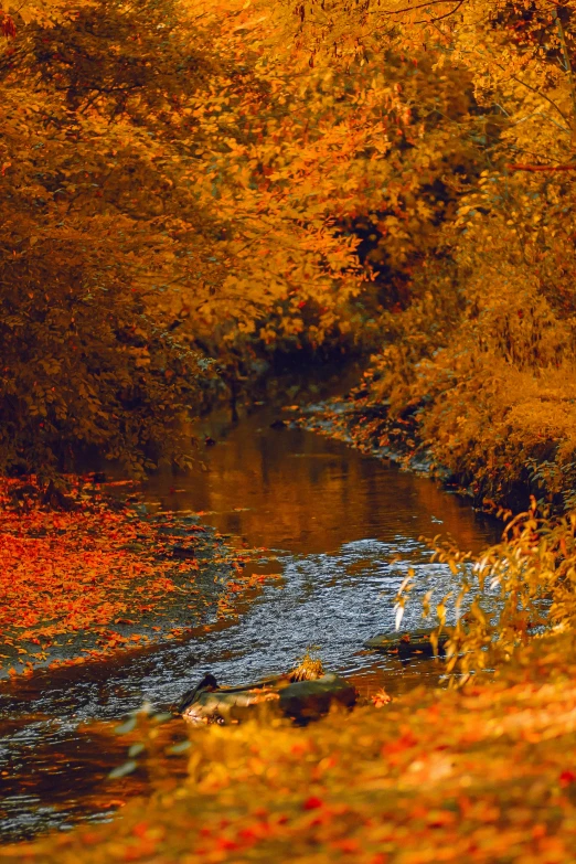 water flowing between the two nches in autumn