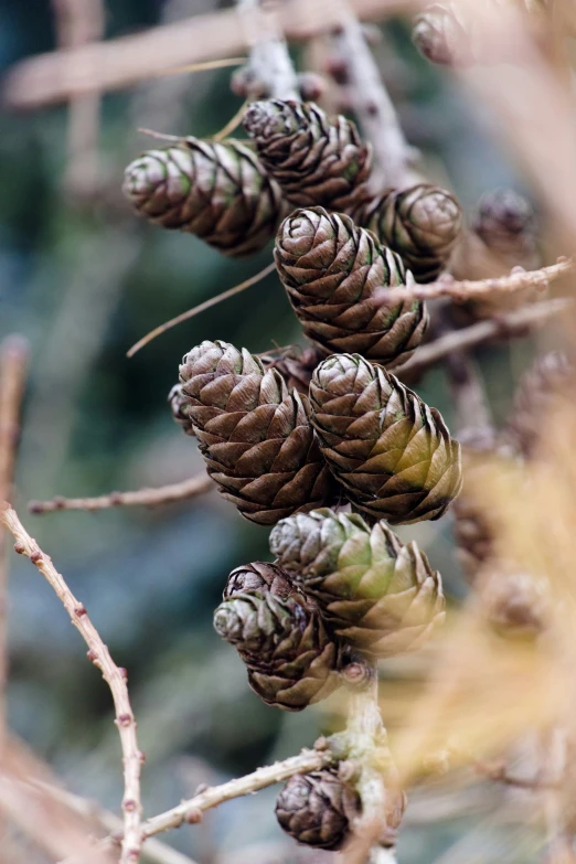 a bunch of pine cones hanging from a tree nch