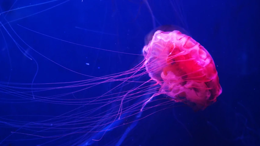 a pink jellyfish swimming in an aquarium