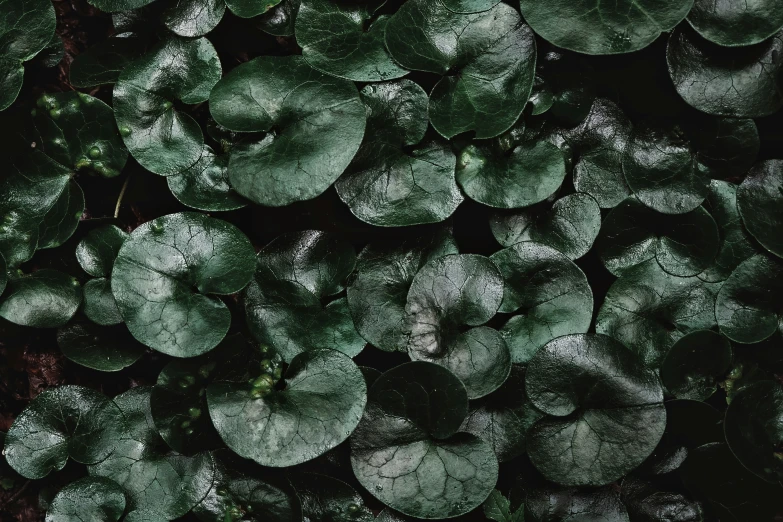 a large group of green plants growing out of the ground