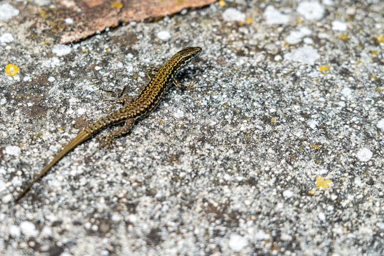 a brown and yellow lizard walking across a sidewalk