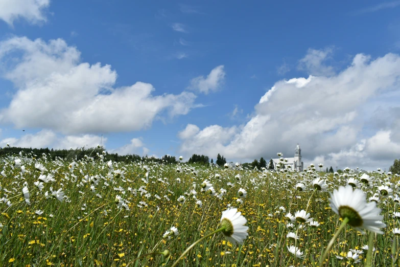 some white daisies in a field of flowers