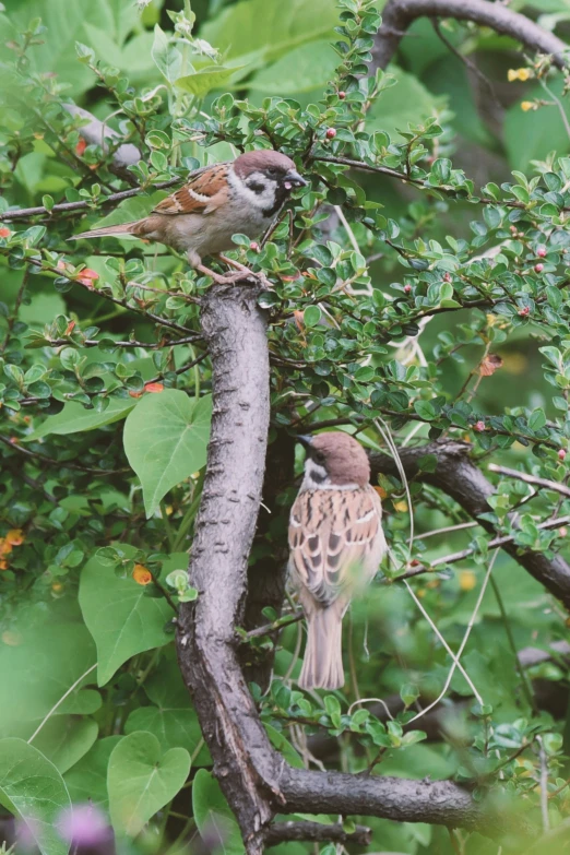 two birds perched on the nches of a tree