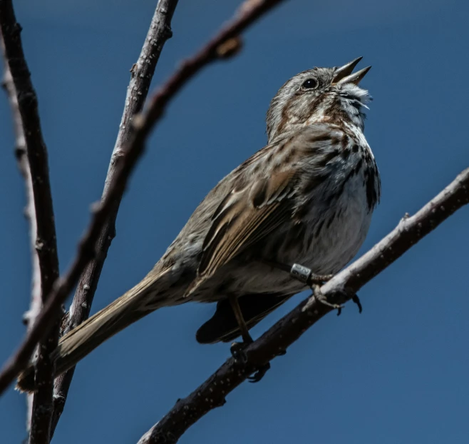 small bird standing on a bare tree nch