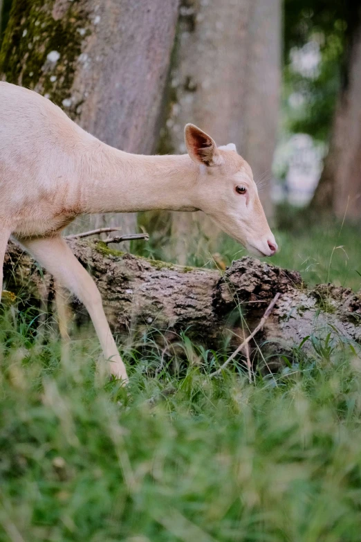 a young goat walking through the grass next to a log