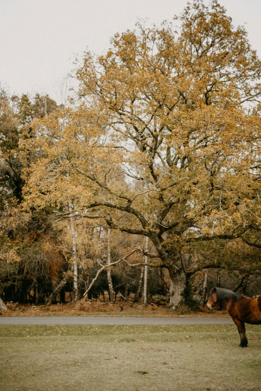 horse standing in a field next to tree covered with yellow leaves