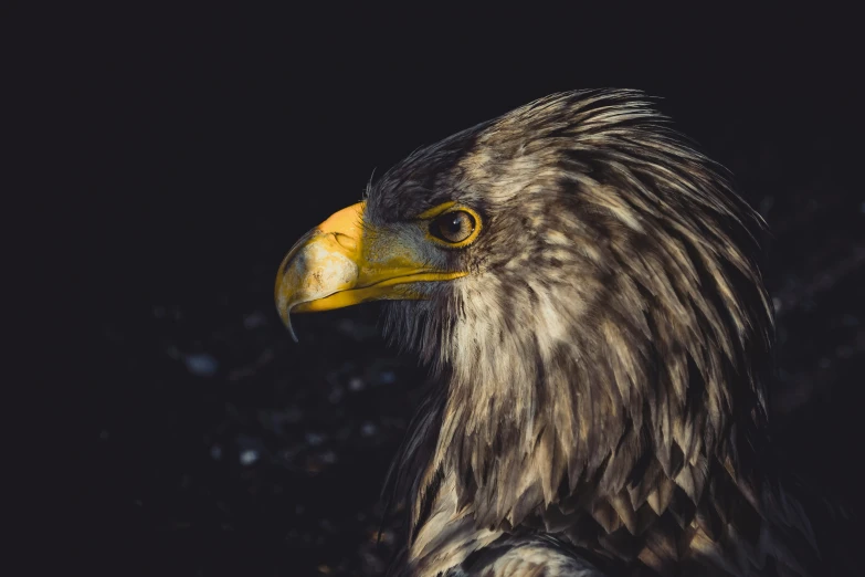 close up view of the head and wings of an eagle