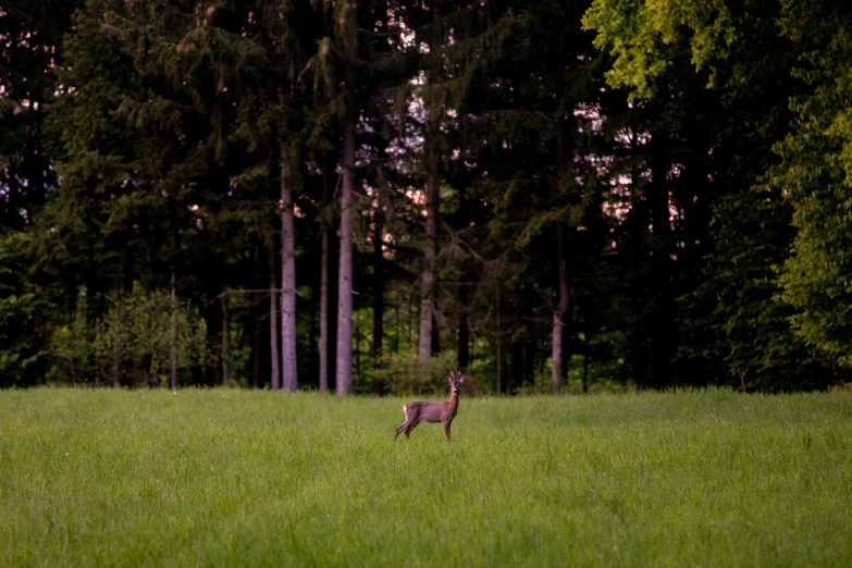 an animal running through a field of grass