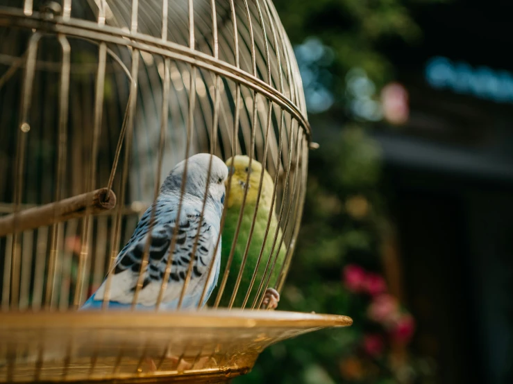 two birds in their cages are perched on the tree