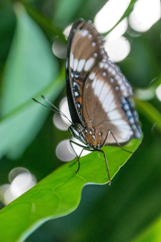 an insect with white stripes sits on a green leaf