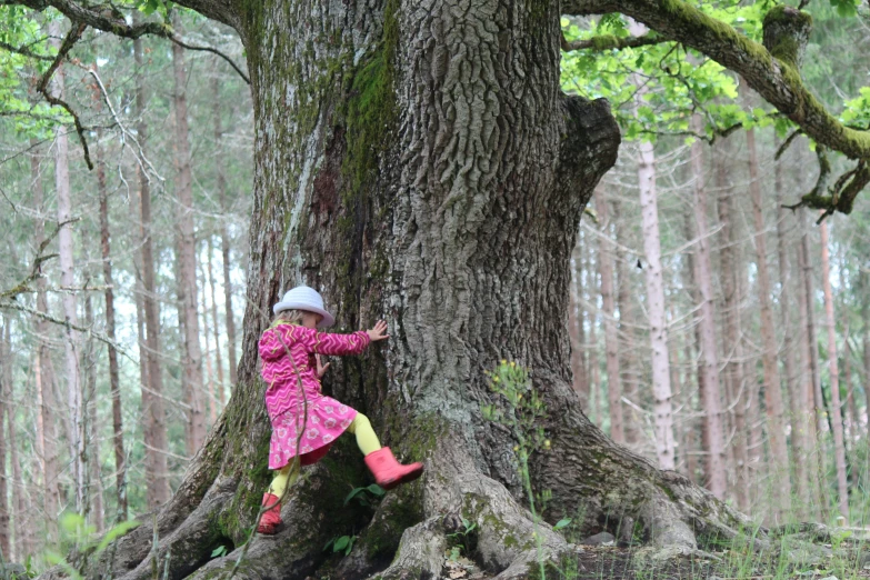 a  climbing up the side of a large tree