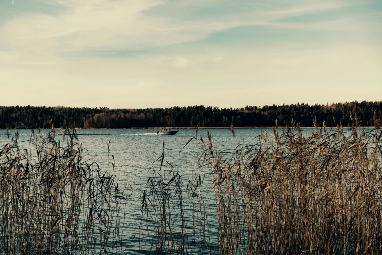 a body of water surrounded by tall brown weeds