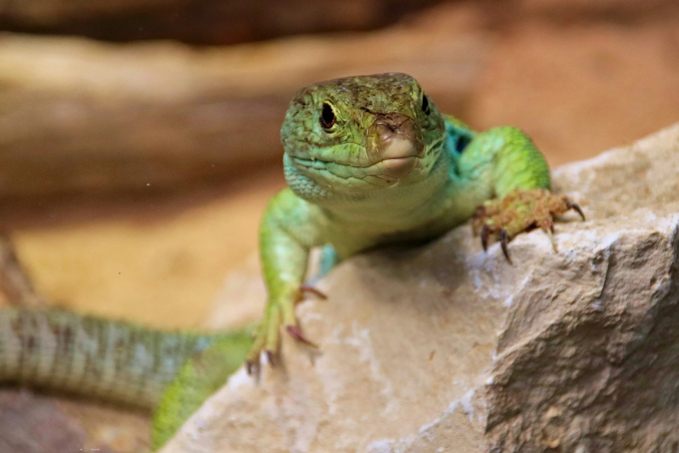 a small lizard is resting on the rock