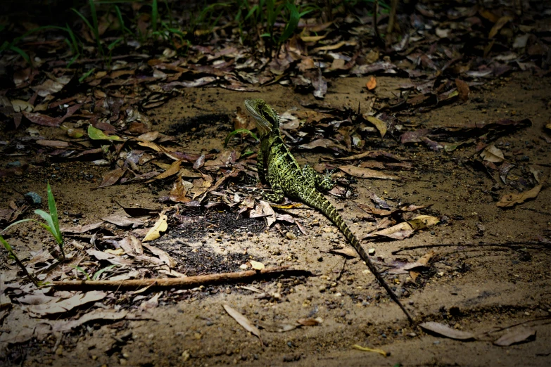 a green lizard on the ground surrounded by leaves