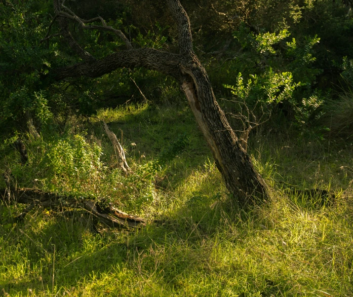 giraffe in dense green grassy clearing area surrounded by trees