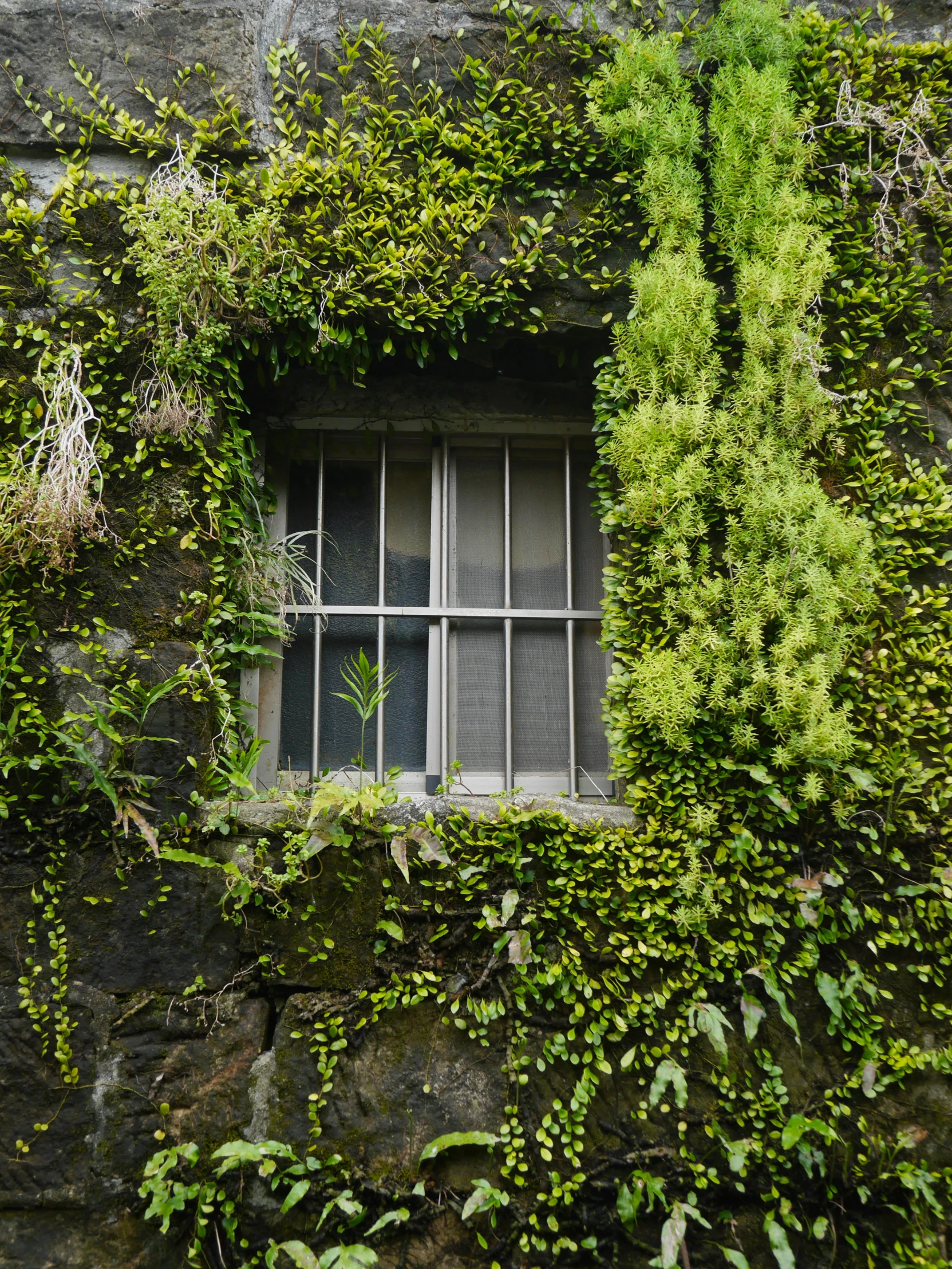 ivy covers the walls of an old window in an old building