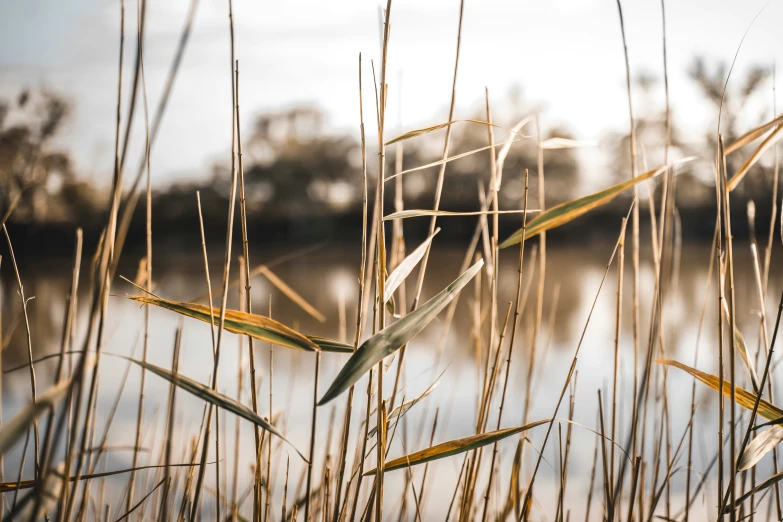 some thin reeds and some water with trees in the background