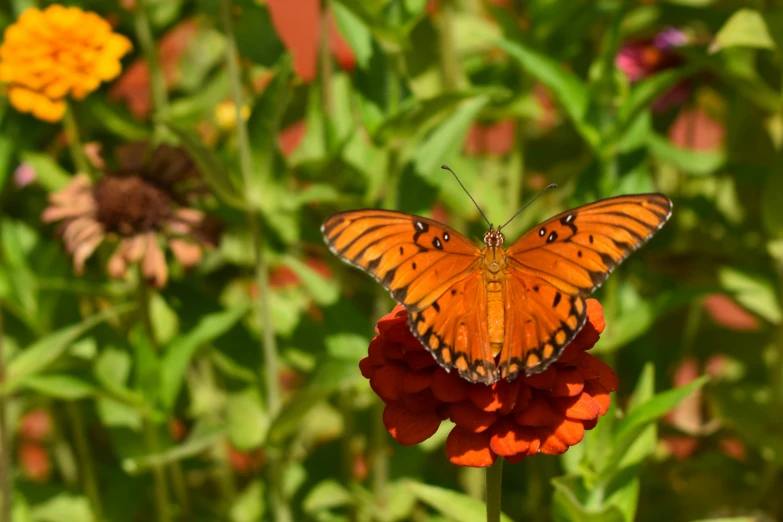 orange erfly standing on a flower surrounded by green and red