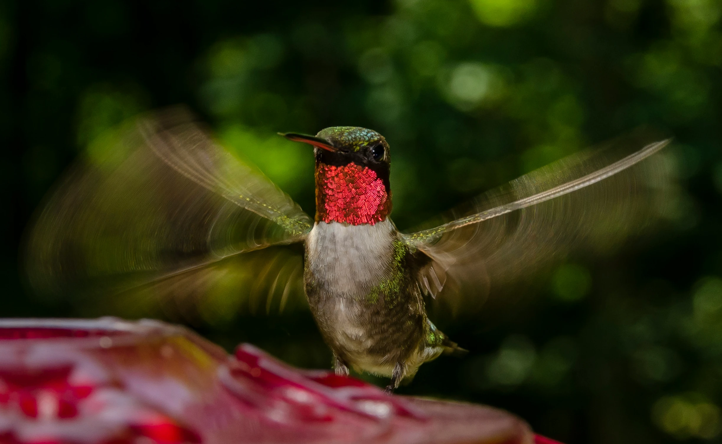 a hummingbird flapping in mid flight from a feeder