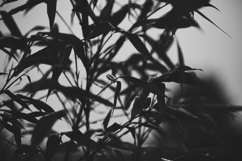 leaves casting shadows on the wall of a room