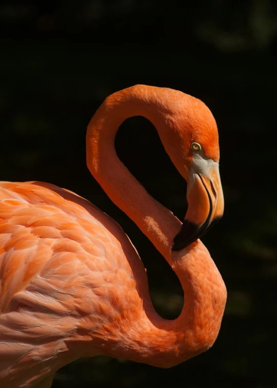 an orange flamingo is pictured from the neck up