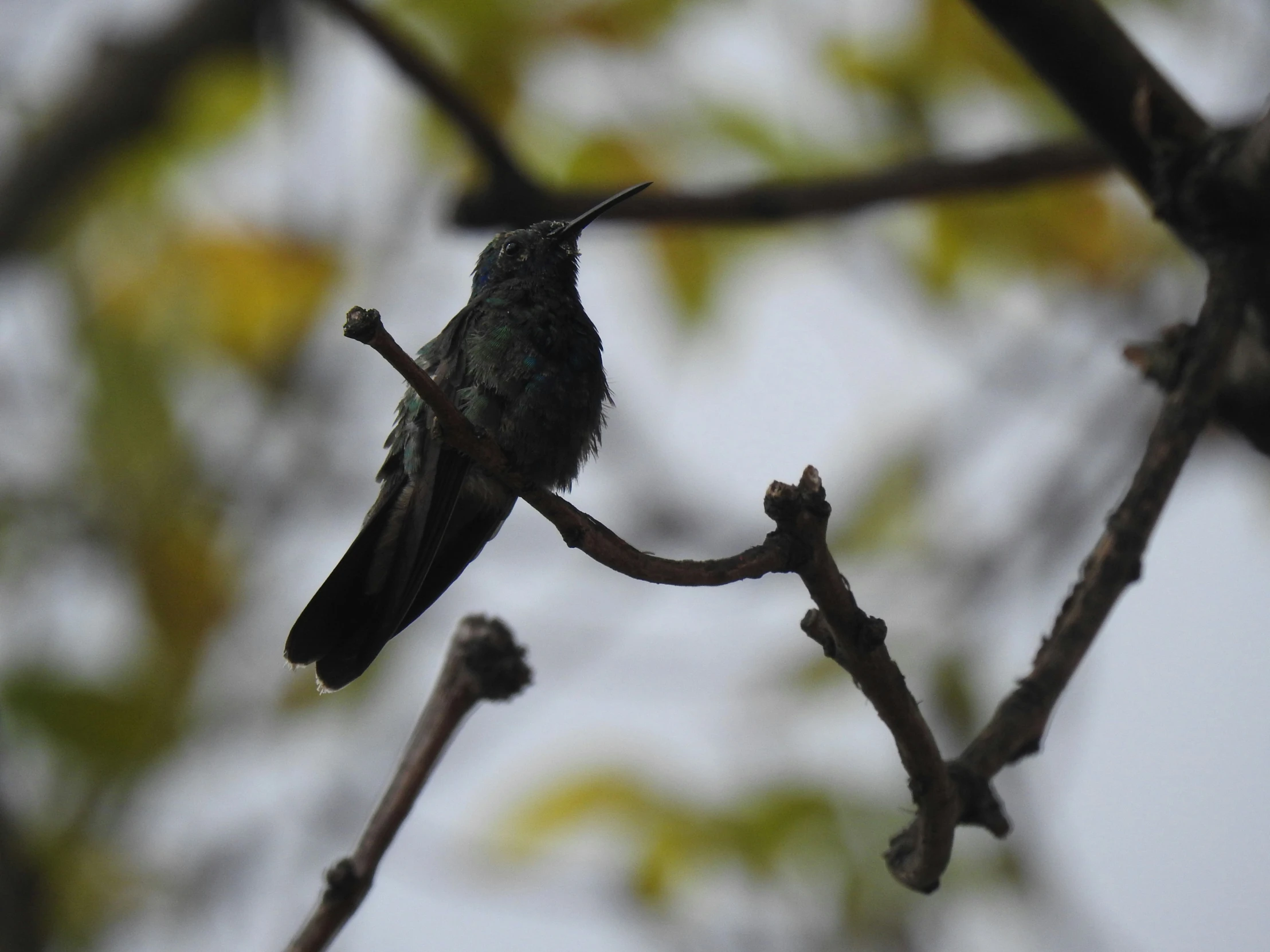 a bird perched on a nch next to some leaves