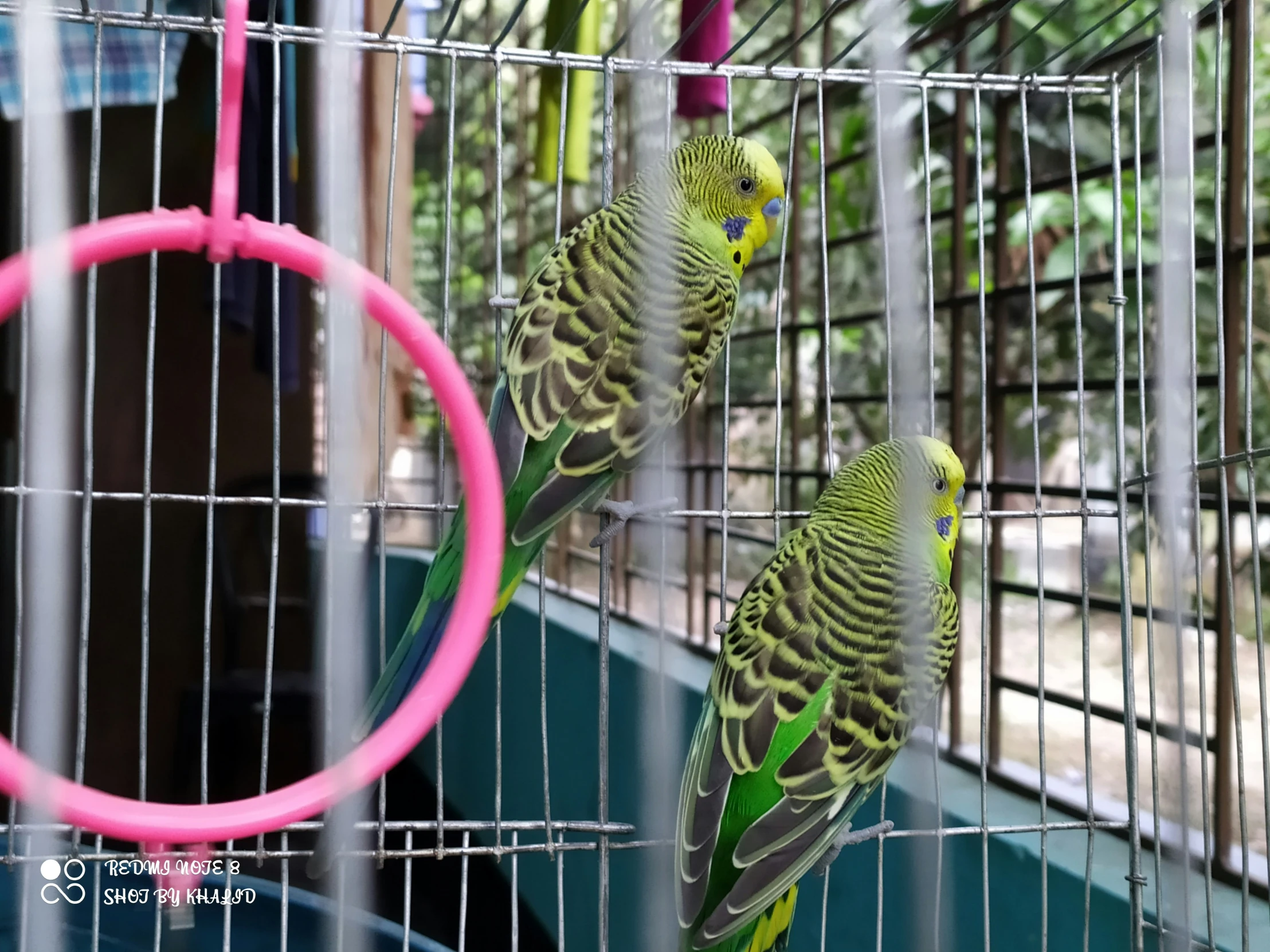 two green birds sitting on the back of a cage