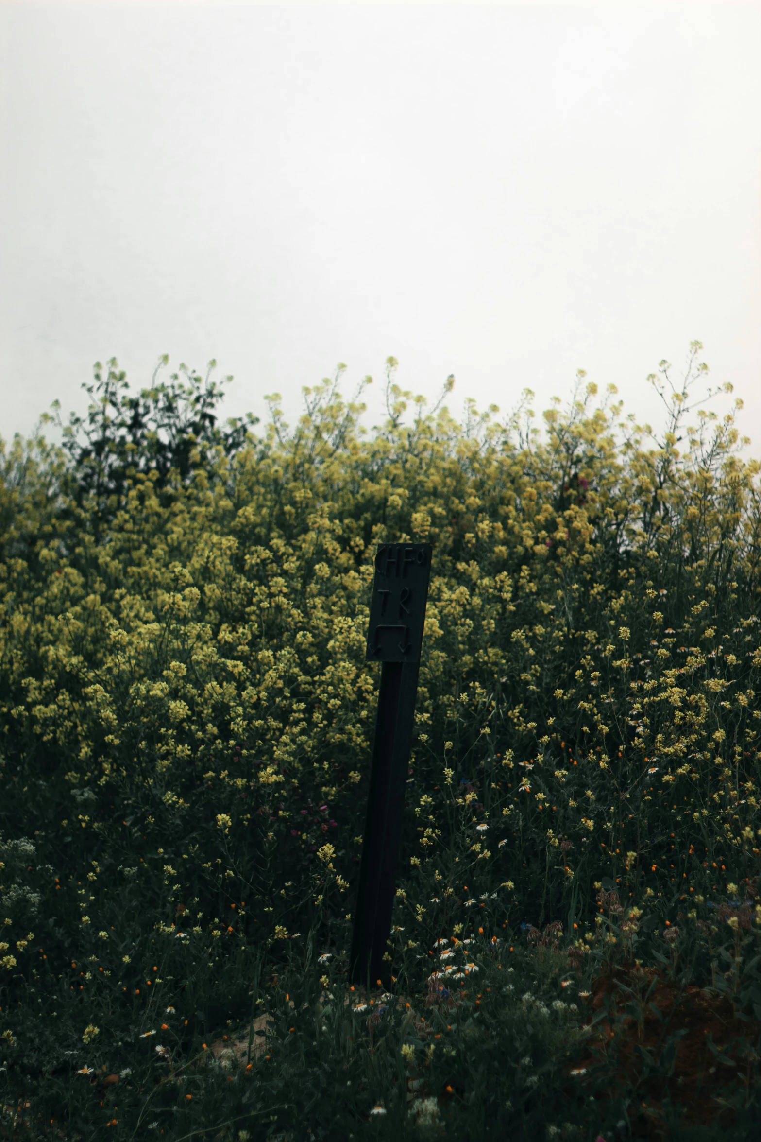 a very tall pole with lots of yellow flowers