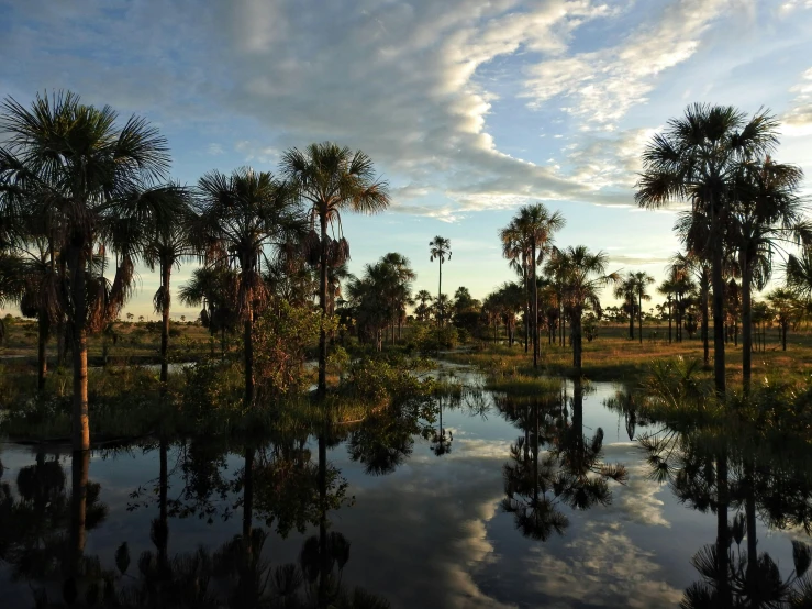 a view of a river surrounded by palm trees