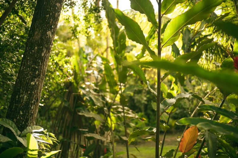 the trees in a dense jungle have green leaves