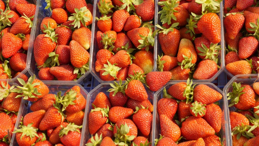 many plastic containers filled with lots of strawberries