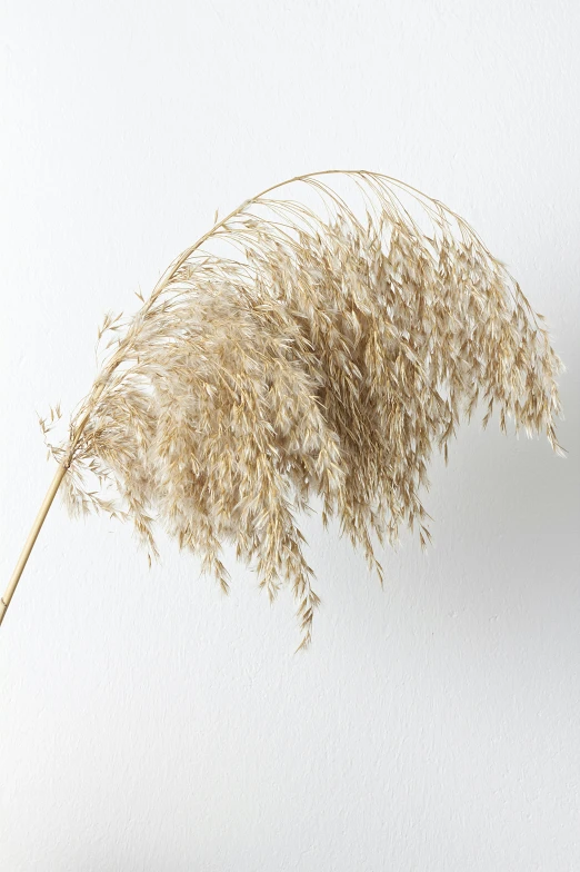 dry grass on a stick in the white wall