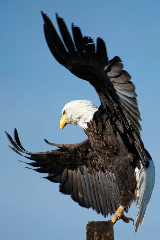 an eagle swooping its wings for food