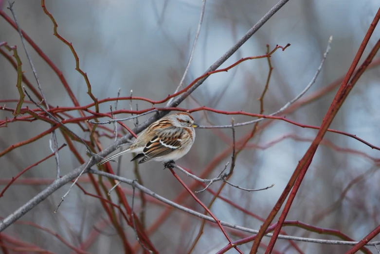 a small bird is perched on a thin nch