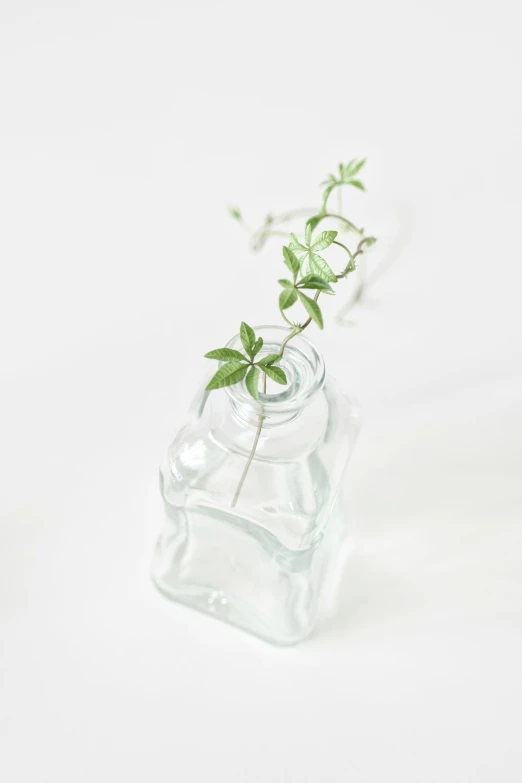 a small plant sprouting out of a jar