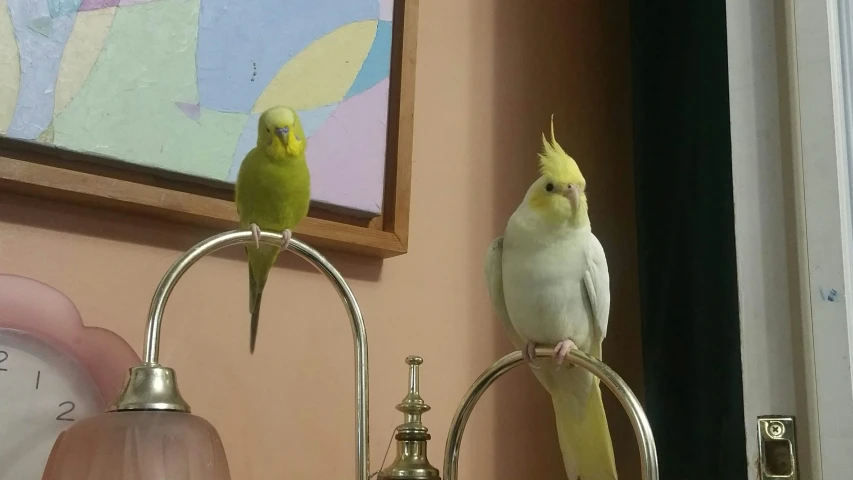 two small yellow birds perched on top of a stand
