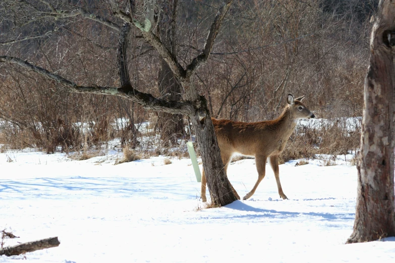 the brown animal is looking at the tree in the snow