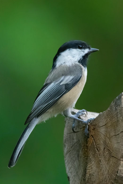 a small bird perched on top of a tree trunk