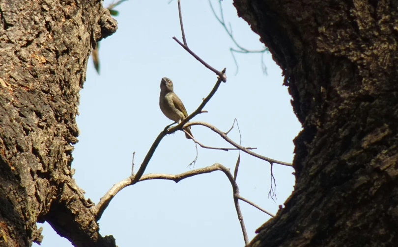 a bird that is sitting on top of a tree nch