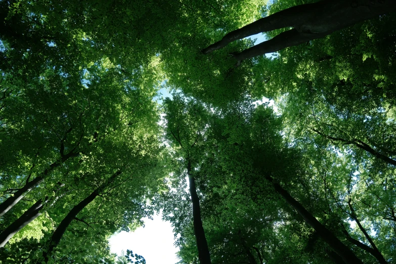 tall trees in the sky are green with green leaves