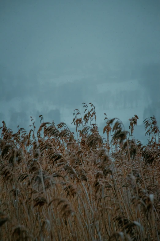 tall grass blowing in the wind with a blue sky background