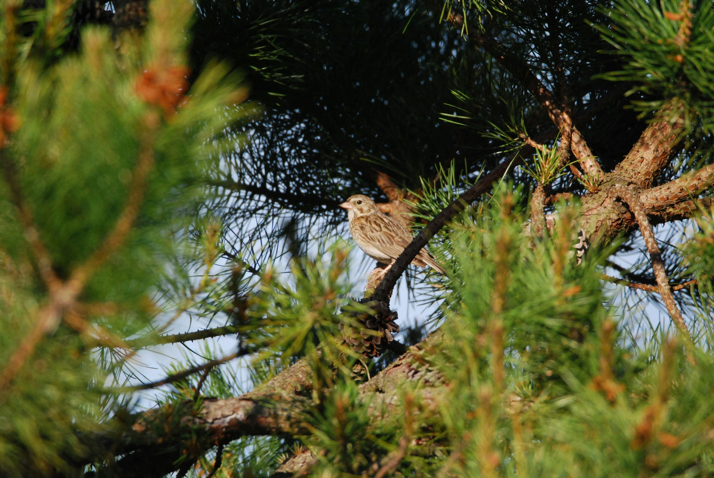 a brown bird is sitting on top of a pine tree