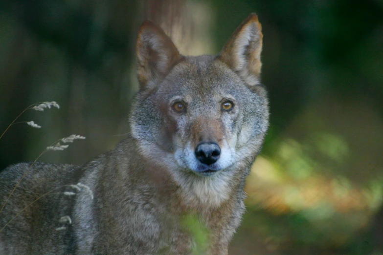 a close up of a wolf's face with bushes around