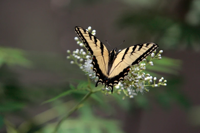 a black and white erfly on a white flower