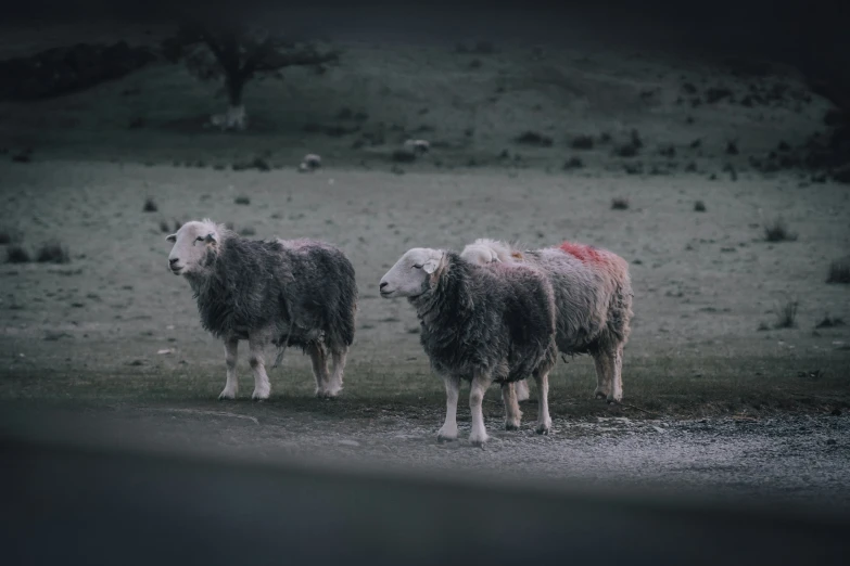 two sheep stand near each other in a field