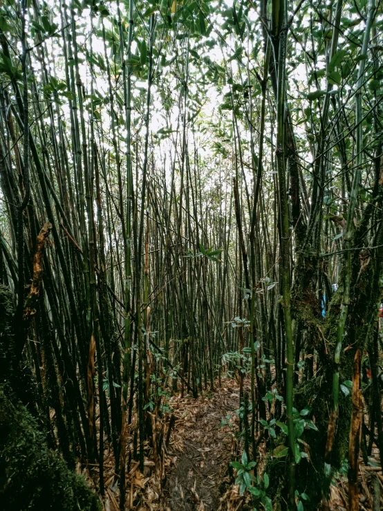 this is a path through a bamboo forest